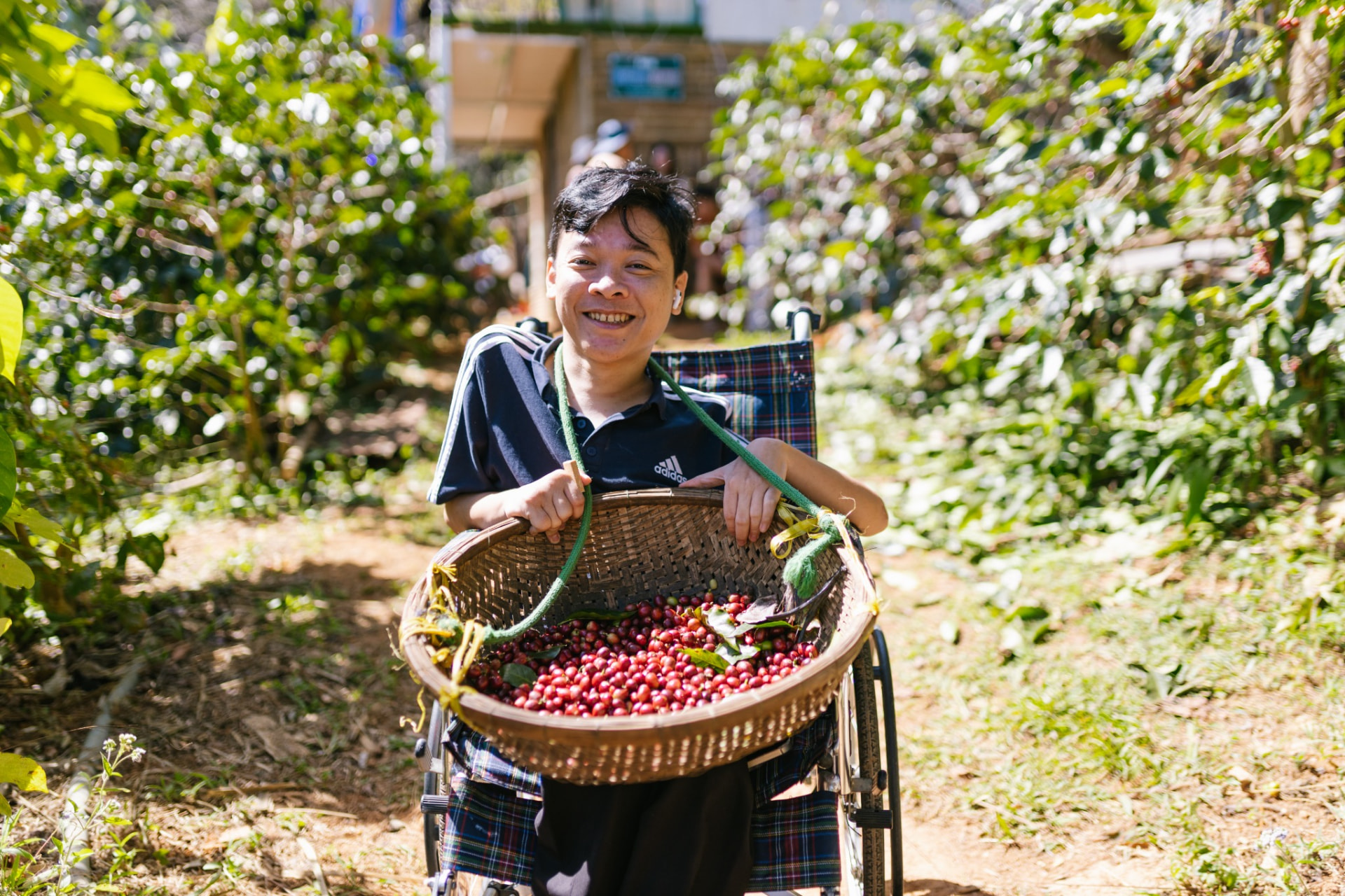 Nguyễn Trung Hậu thu hoạch cà phê tại nông trại